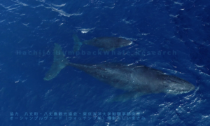 八丈島で撮影　２０２２年２月 親子クジラ　